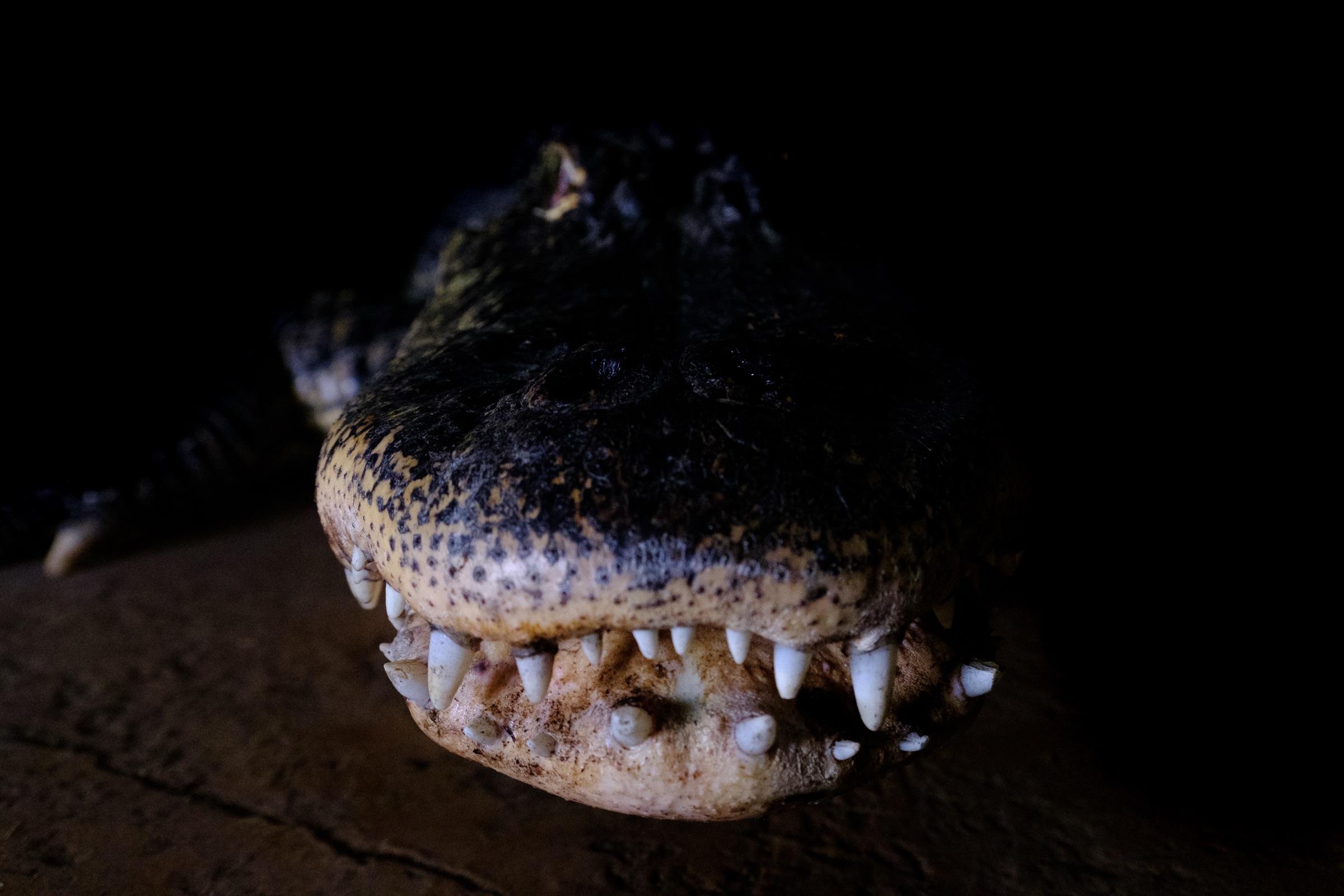 Mississippi-Alligator bei Nacht — Repnights Nachtzugang